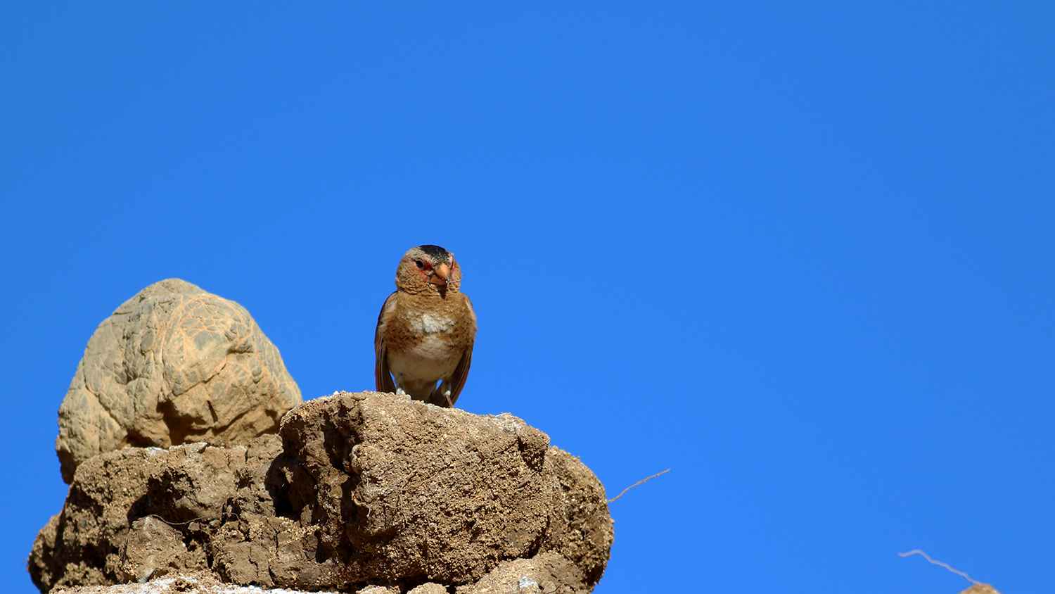 Crimson-winged Finch